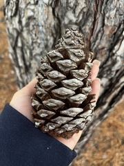 Pinus