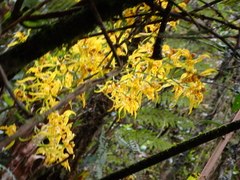 Cyrtochilum pardinum