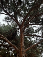 Pinus