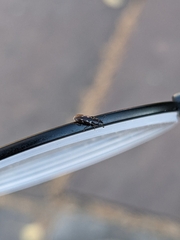 Glischrochilus vittatus