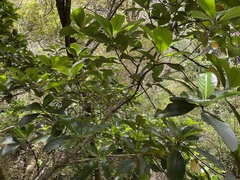 Corynocarpus