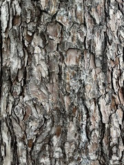 Pinus