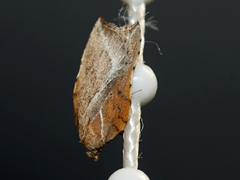 Arachnographa micrastrella