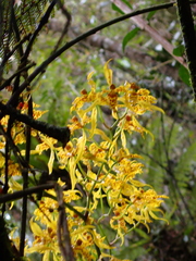 Cyrtochilum pardinum