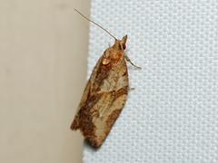 Cryptoptila immersana