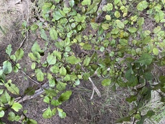 Coprosma arborea