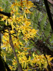 Cyrtochilum pardinum