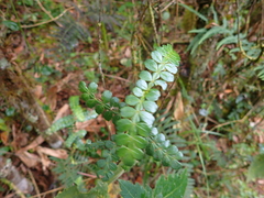 Weinmannia fagaroides