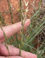 Monachather paradoxus