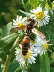 Polistes fuscatus