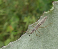 Protenor belfragei