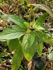 Ruellia caroliniensis