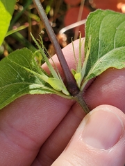 Ruellia caroliniensis