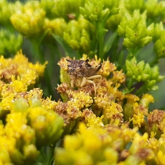 Phymatinae