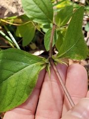 Ruellia caroliniensis