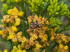 Phymatinae