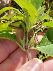 Ruellia caroliniensis