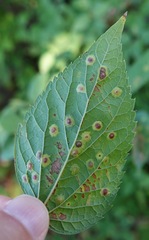 Pachypsylla celtidisvesicula