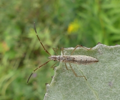 Protenor belfragei