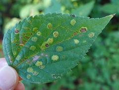 Pachypsylla celtidisvesicula