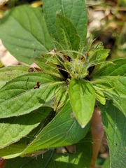 Ruellia caroliniensis