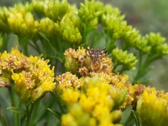 Phymatinae
