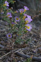 Phacelia bicolor
