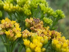 Phymatinae