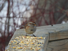 Spizelloides arborea