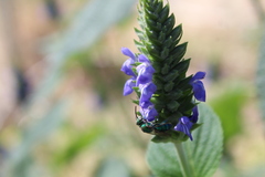 Pseudaugochlora graminea