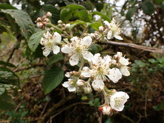 Rubus glaucus