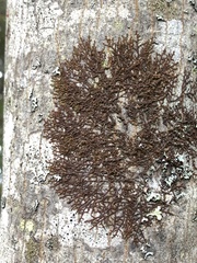 Frullania dilatata