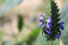 Pseudaugochlora graminea