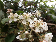 Rubus glaucus