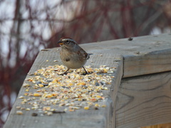 Spizelloides arborea