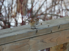 Spizelloides arborea