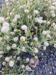 Heterotheca oregona