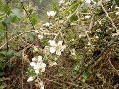 Rubus glaucus