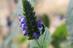 Pseudaugochlora graminea
