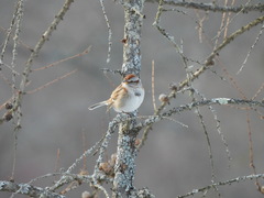 Spizelloides arborea