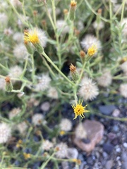 Heterotheca oregona