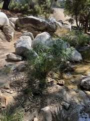 Cyperus alternifolius