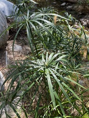 Cyperus alternifolius