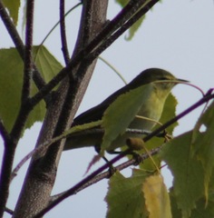 Leiothlypis peregrina