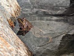 Lithobates yavapaiensis