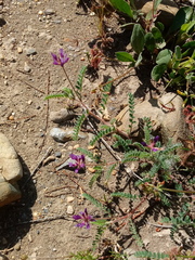 Astragalus