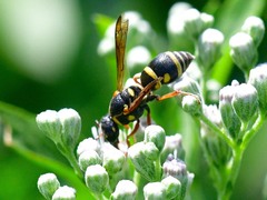 Stenodynerus propinquus