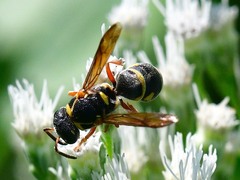 Stenodynerus propinquus