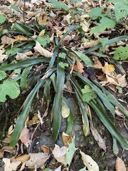 Carex fraseriana