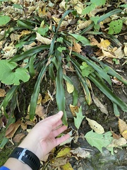 Carex fraseriana